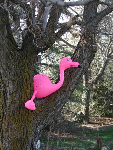 A pink flamingo in the wild.